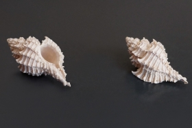 Eofavertia frondosa (Grignon, Lutétien) - Photo C.Brion
