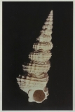 Exechestoma interruptum