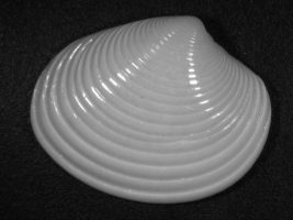 Meretrix elegans