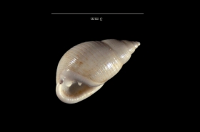 Ringicula ringens - Photo C.Brion