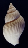 Metula subdecussata- Photo Didier Kauffmann et Maryse Le Gal
