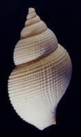Metula subdecussata- Photo Didier Kauffmann et Maryse Le Gal
