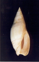 Spirancilla buccinoides - Photo Didier Kauffmann et Maryse Le Gal
