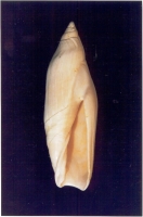 Ancillarina canalifera - Photo Didier Kauffmann et Maryse Le Gal