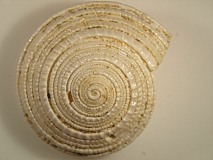 Architectonica plicata - Photo Claude Hy