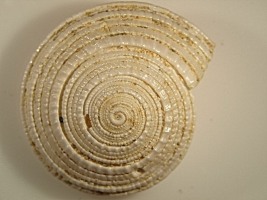 Architectonica plicata - Photo Claude Hy
