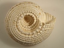 Architectonica plicata- Photo Claude Hy