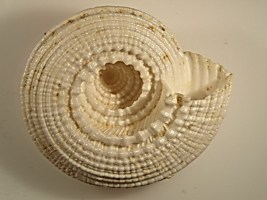 Architectonica plicata- Photo Claude Hy
