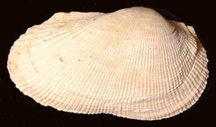 Barbatia appendiculata - Photo Didier Kauffmann et Maryse Le Gal