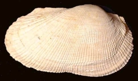 Barbatia appendiculata - Photo Didier Kauffmann et Maryse Le Gal