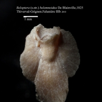 Beloptera belemnoïdea (Céphalopode) - Photo Hervé Lapierre