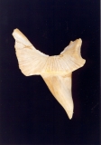 Belosepia sepioidae (Céphalopode) - Photo Didier Kauffmann et Maryse Le Gal