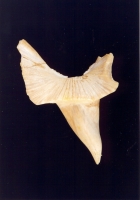 Belosepia sepioidae (Céphalopode) - Photo Didier Kauffmann et Maryse Le Gal