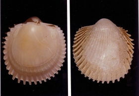 Trachycardium porulosum - Photos Didier Kauffmann et Maryse Le Gal