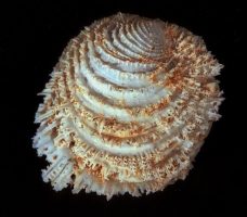 Chama lamellosa - Photo Didier Kauffmann et Maryse Le Gal