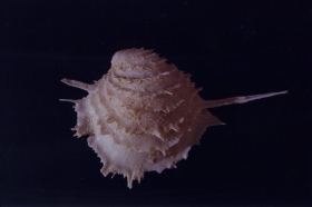 Chama punctata - Photo Didier Kauffmann et Maryse Le Gal