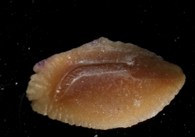Otolithe de Orthopristis kokeni. Sagitta gauche. Vue latérale. Coll et photo H.Lapierre.
