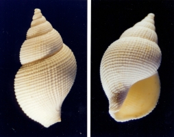 Metula subdecussata- Photos Didier Kauffmann et Maryse Le Gal