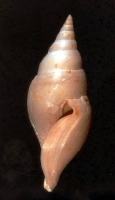 Cryptoconus priscus - Photo Didier Kauffmann et Maryse Le Gal