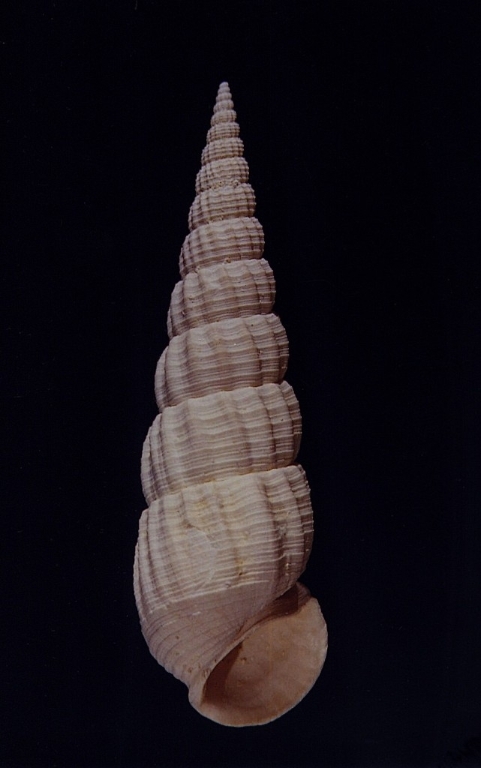 Diastoma costellatum - Photo Didier Kauffmann et Maryse Le Gal