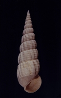 Diastoma costellatum - Photo Didier Kauffmann et Maryse Le Gal