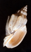 Volutilithes muricinus - Photo Didier Kauffmann et Maryse Le Gal