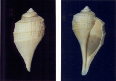 Ficopsis tricarinatus - Photo Didier Kauffmann et Maryse Le Gal
