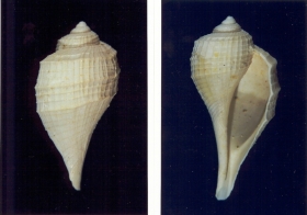 Ficopsis tricarinatus - Photo Didier Kauffmann et Maryse Le Gal