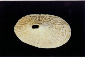 Diodora squamosa - Photo Didier Kauffmann et Maryse Le Gal