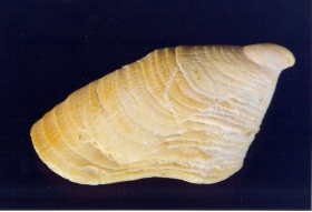Hypponix cornucopiae - Photo Didier Kauffmann et Maryse Le Gal