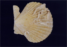 Mimachlamys plebeia - Photo Didier Kauffmann et Maryse Le Gal