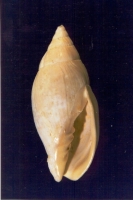 Mitreola mutica - Photo Didier Kauffmann et Maryse Le Gal