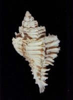 Murex frondosus