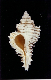 Murex frondosus