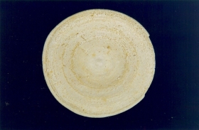 Orbitolites complanatus -  Photo Didier Kauffmann et Maryse Le Gal