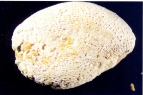 Porites