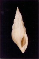 Rimella fissurella - Photo Didier Kauffmann et Maryse Le Gal