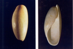 Scaphander conicus - Photo Didier Kauffmann et Maryse Le Gal