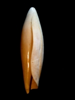 Seraphs volutatus - Photo Didier Kauffmann et Maryse Le Gal