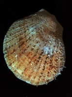 Spondylus radula lamarck - Photo Didier Kauffmann et Maryse Le Gal
