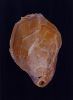 Terebratula bisinuata - Photo Didier Kauffmann et Maryse Le Gal