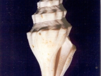 Turricula (Crenaturricula) dentata - Photo Didier Kauffmann et Maryse Le Gal