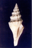 Turricula (Crenaturricula) dentata - Photo Didier Kauffmann et Maryse Le Gal