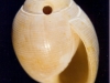 Hemiauricula conovuliformis - Photo Didier Kauffmann et Maryse Le Gal