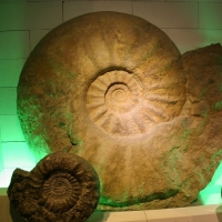 ammonite allemande-diamètre 1,5m