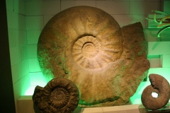 ammonite allemande-diamètre 1,5m