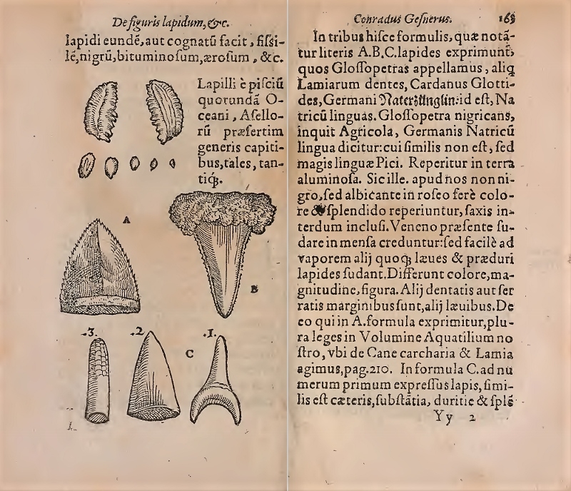 Conrad Gesner "De rerum fossilium lapidum et gemmarum maxime" (1565).