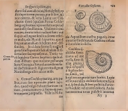 Conrad Gesner "De rerum fossilium lapidum et gemmarum maxime" (1565).