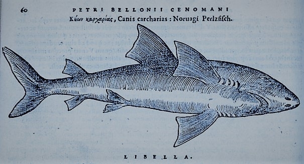 Canis carcharias (alias requin blanc) - Pierre Belon \"La nature et la diversité des poissons\" (version en latin), 1555