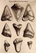 Nicolas Stenon \"Canis carchariae dissectum caput\" (1667). Gravure préparée pour le manuscrit de Michalelis Mercati  (1541-1593) \"Metallotheca Vaticana\" édité en 1717